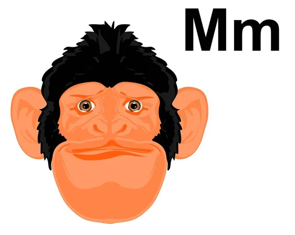 Chimpanzee Face Alphabet — Stock Photo, Image