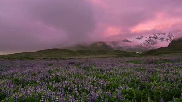 Lupinen-Blumenfeld mit Bergen. Südliches Island. — Stockvideo