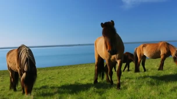 Vilda hästar äter grönt gräs — Stockvideo
