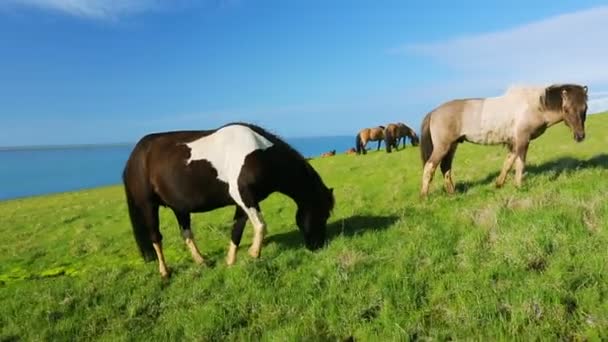 Wild horses on rural pasture land — Stock Video