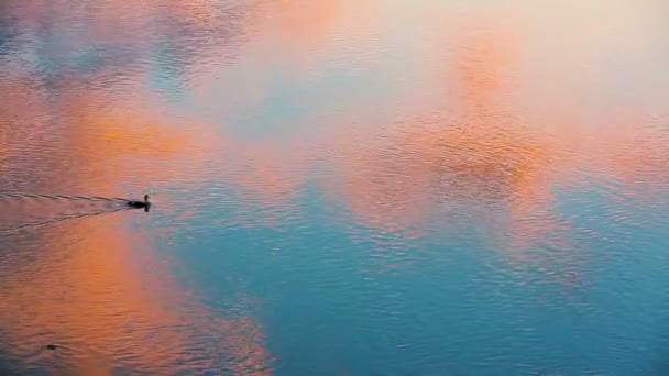 通过波浪淡水游泳的鸭子 — 图库视频影像