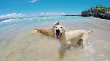 Plajda su kapalı sallayarak köpekler