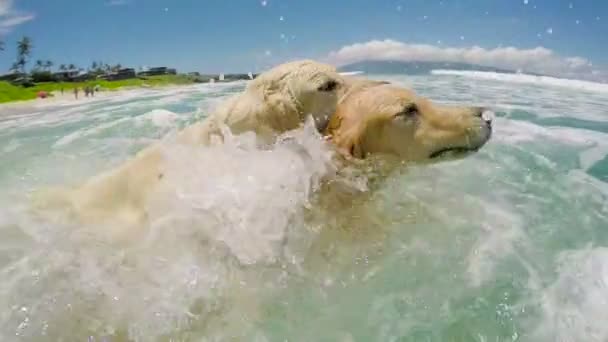 Hunde schwimmen am Strand.