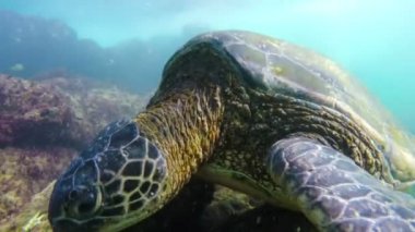 Hawaiian yeşil deniz kaplumbağası