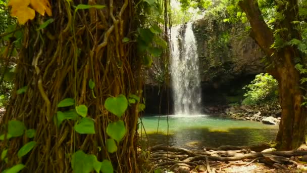 Гавайська водоспад — стокове відео
