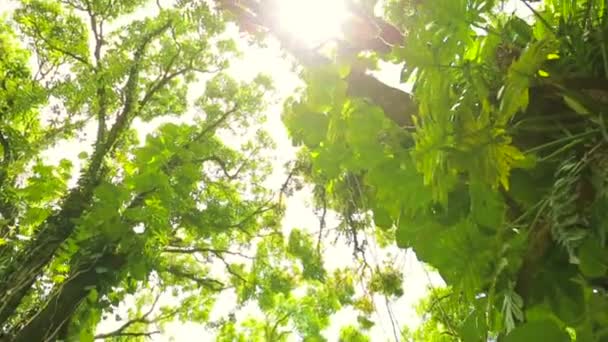 Jungle couvert lumières parasites