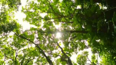 Jungle şelale gölgelik Pan