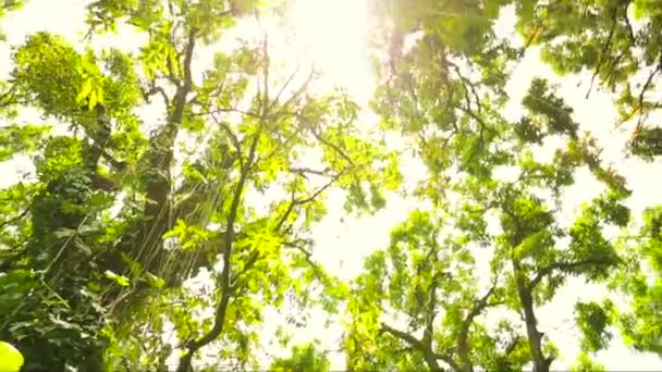Jungle Lens Flare Canopy — Stock Video