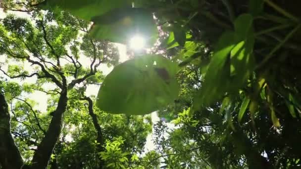 Cachoeira lenta suave para baixo Pan — Vídeo de Stock