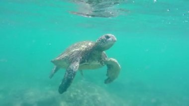 Yeşil Deniz Kaplumbağası Sualtı Hawaii Adaları hava için geliyor.