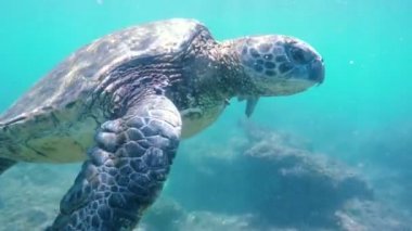 Hawaii Yeşil Deniz Kaplumbağası Yüzme Sualtı.