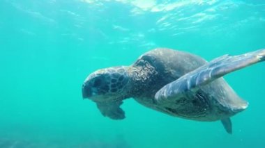 Hawaii Yeşil Deniz Kaplumbağası Yüzme Sualtı.
