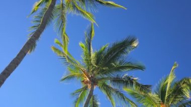 Palm Trees Cennette Güzel Güneşli Arka Plan On.