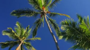 Palm Trees Paradise Güzel Mavi Gökyüzü Sunny Arka Plan On.