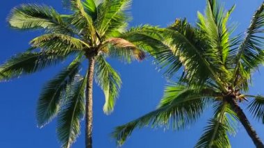 Palm Trees Paradise Güzel Mavi Gökyüzü Sunny Arka Plan On.