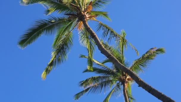 Palmiers Sur un Beau Fond Ensoleillé au Paradis . — Video