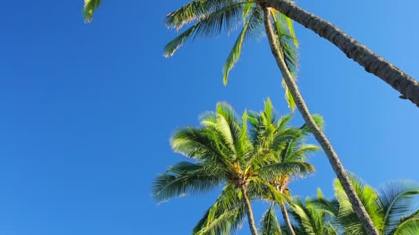 Palmeras en un hermoso cielo azul Fondo soleado en el paraíso . — Vídeos de Stock