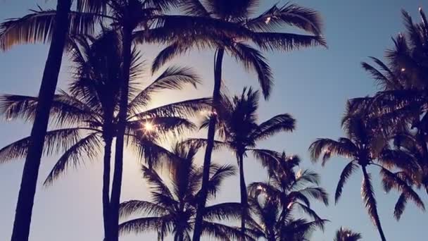 Palm Trees On a Beautiful Sunny Background in Paradise. — Stock Video