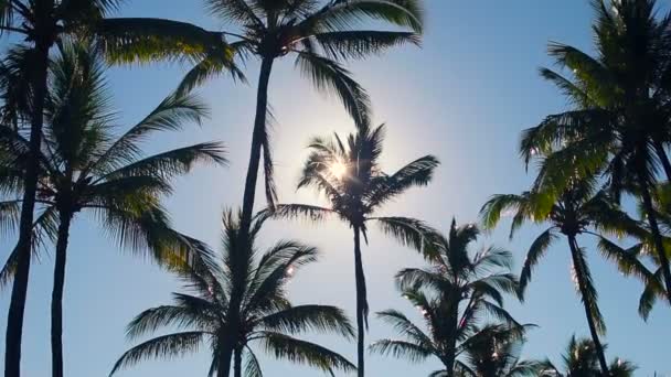 Palmeras en un hermoso fondo soleado en el paraíso . — Vídeos de Stock