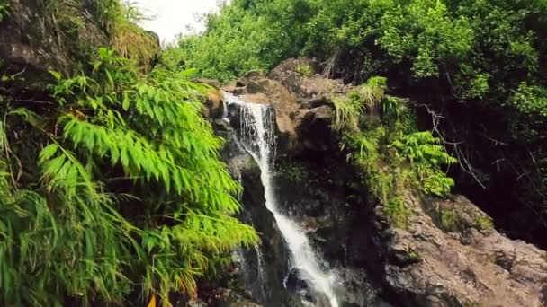 Bamboe woud waterval — Stockvideo