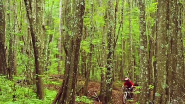 Ciclismo de montaña Bosque Trail. Young Fit Man Rides Mountain Bike. Estilo de vida activo al aire libre del verano. Steadicam Shot . — Vídeo de stock