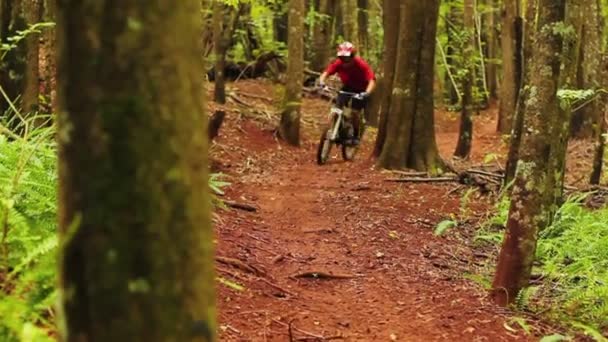 Mountain Biking forest Trail. Young fit man rijdt mountainbike. Outdoor actieve zomer lifestyle. Steadicam schot. — Stockvideo