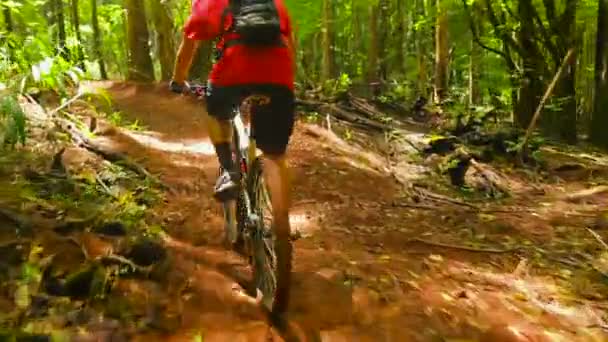 Mountain Bike erdei ösvény. Fiatal Fit Man túrák Mountain Bike Uphill. Kültéri aktív nyári életmód. Steadicam shot. — Stock videók