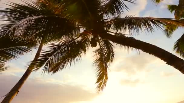 Hamaca y palmeras al atardecer. Pan abajo Disparo . — Vídeos de Stock