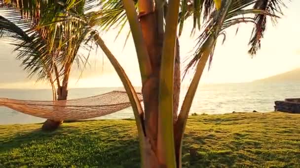 Függőágy és pálmafák a naplemente gyönyörű napsütés fáklyát — Stock videók