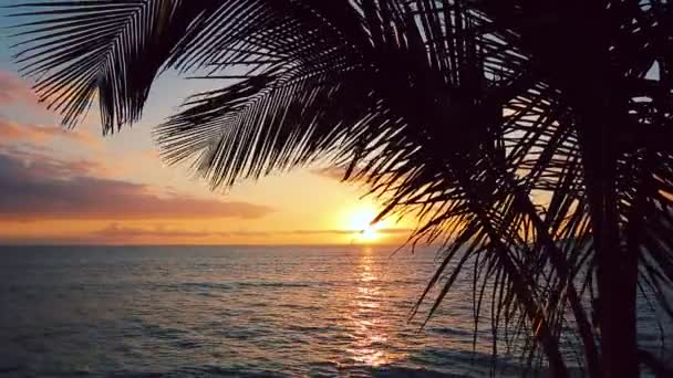 Houpací síť a palem a při západu slunce. Dvorku přímořské nemovitosti. Maui — Stock video