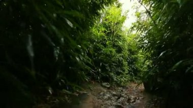 Bambu Orman Işık Gölgelik ile Filtreleme