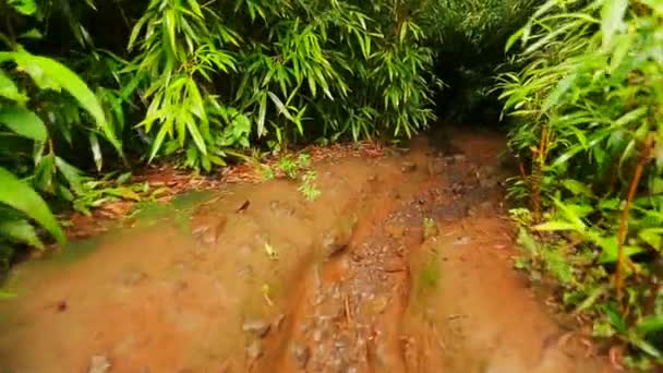 POV Randonnée pédestre dans la forêt de bambous .