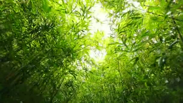 Бамбуковый лесной навес . — стоковое видео