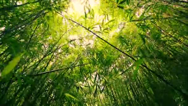 Luz del bosque de bambú filtrándose a través del dosel — Vídeo de stock