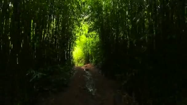POV Caminhadas na floresta de bambu suave Steadicam Shot . — Vídeo de Stock