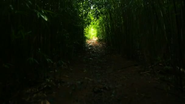 POV Randonnée pédestre dans la forêt de bambous . — Video