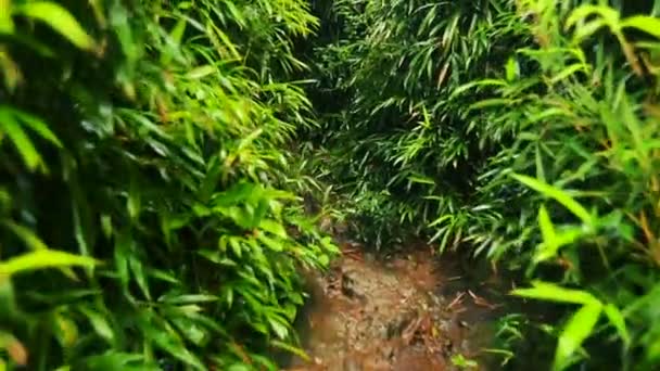 POV Hiking in Bamboo Forest Smooth Steadicam Shot. — Stock Video
