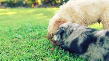 Birlikte Oynayan İki Sevimli Aile Pet Puppies Close Up Shot