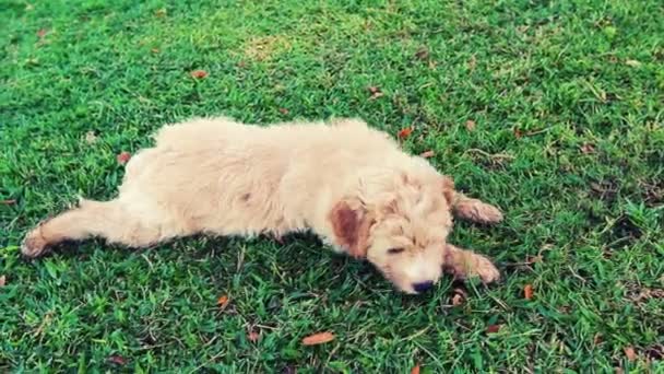 Adorable familia mascota cachorro acostado en verde hierba — Vídeos de Stock