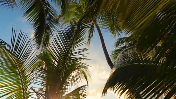 Pareja romántica relajándose en hamaca tropical al atardecer — Vídeo de stock