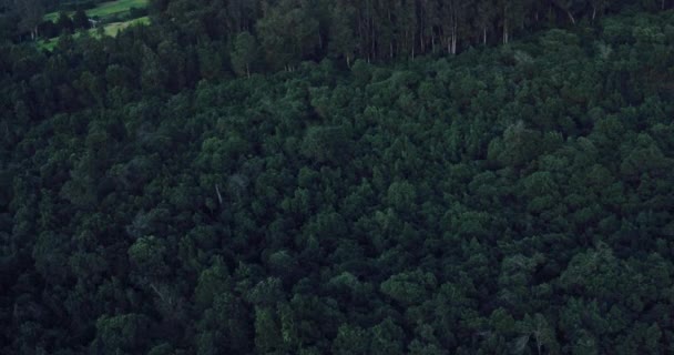 Flying Over groen bos. Dikke bomen bij zonsondergang. — Stockvideo