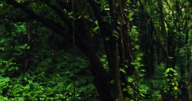 Tropikal orman şelale havadan görünümü