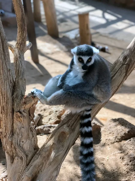 Apa Lemur, Teneriffa, Kanarieöarna, Spanien — Stockfoto