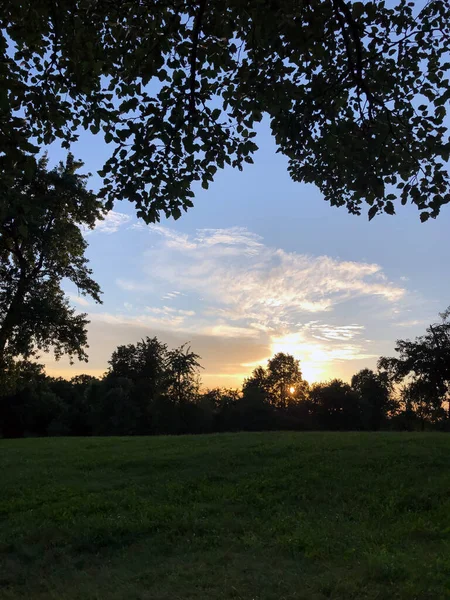 The setting sun behind trees and flowers — Stock Photo, Image