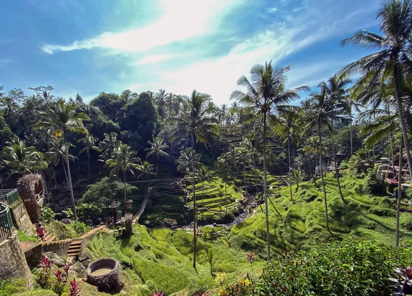 Tegallalang Rice Terasları, Bali, Endonezya - stok fotoğrafı — Stok fotoğraf