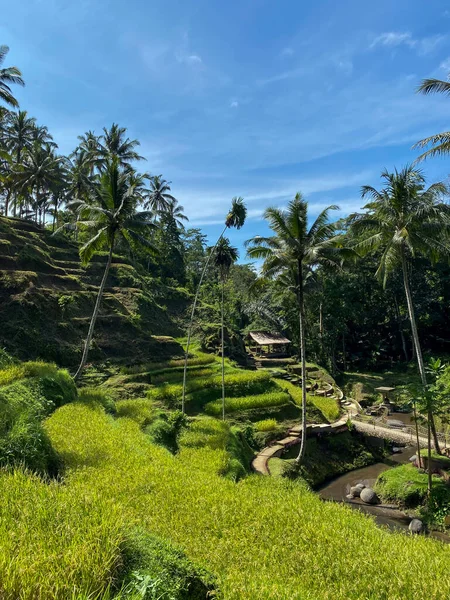 Tegallalang Rice Terraces, Μπαλί, Ινδονησία - στοκ φωτογραφίες — Φωτογραφία Αρχείου