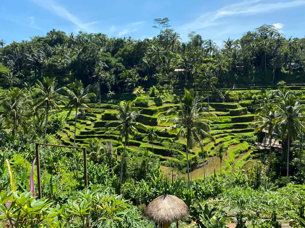 Terrazas de arroz Tegallalang, Bali, Indonesia - foto de stock — Foto de Stock