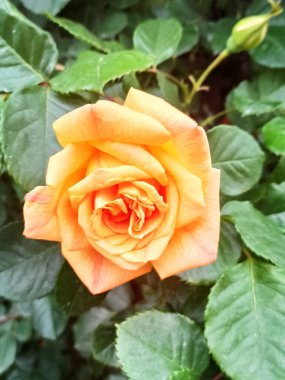 Gül, çiçek, çiçek, doğa.