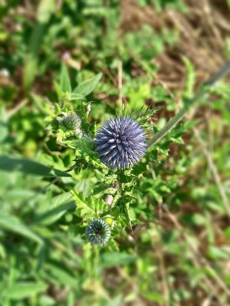 Herbage Herb Nature Wildflowers — Stock Fotó