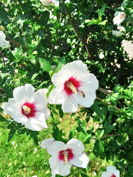 Flor Árboles Verano Blanco — Foto de Stock